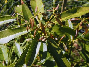 Lithocarpus harlandii