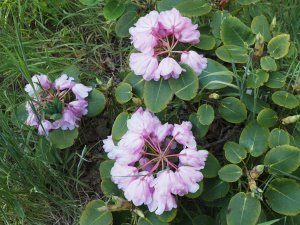 Rhododendron obiculare