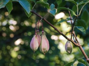 Staphylea holocarpa ‘Rosea’