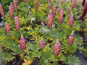 Lupinus ‘Manhattan Lights’