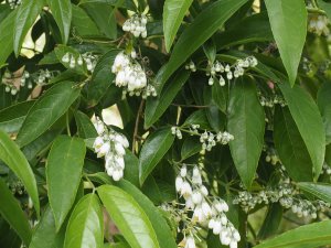 Deutzia pulchra