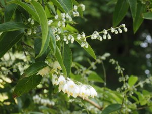 Deutzia pulchra