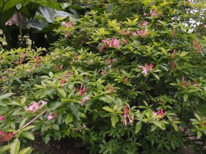 Rhododendron (Azalea) viscosum