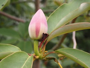Manglietia/Magnolia sapaensis