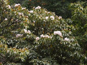 Rhododendron fortunei subsp. discolor