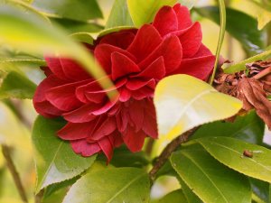 Camellia ‘Manuroa Road’