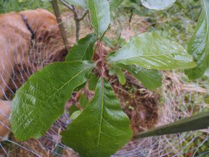 Quercus liebmannii