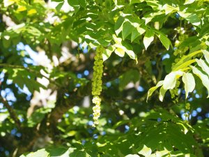 Pterocarya fraxinifolia