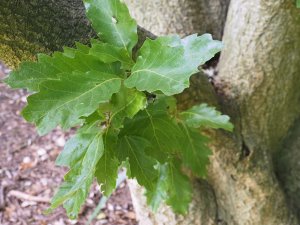 Quercus x hispanica ‘Ambrozyana’