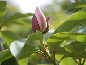 Magnolia sapaensis