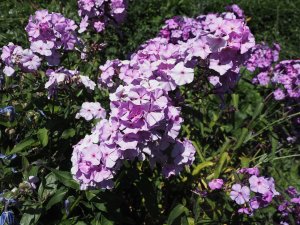 Phlox ‘Cool of the Evening’