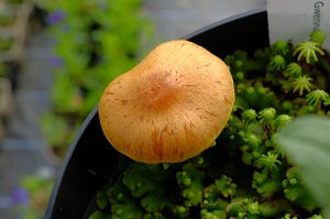 Scaly rustgill (Gymnopilus sapineus)