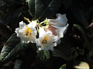 Rhododendron nuttallii