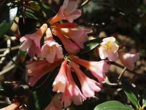 Rhododendron ‘Royal Flush’