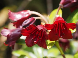 Rhododendron sanguineum ssp. didymum