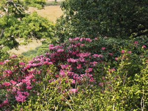 Rhododendron ‘Harrow Hybrids'