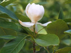 Magnolia sieboldii ssp. sinensis x Magnolia virginiana