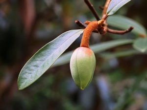 Magnolia mote