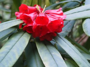 Rhododendron kyawii