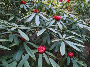 Rhododendron kyawii