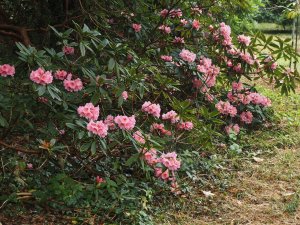 late flowering Rhodos