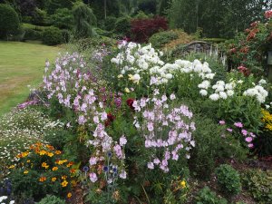 Phlox and early flowering dahlias