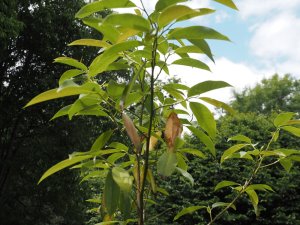 Magnolia floribunda ‘Fansipan Furry’