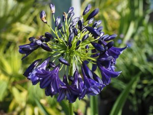 Agapanthus ‘Dark Silk’