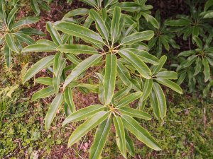 Daphniphyllum glaucescens