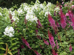 Phlox ‘White Admiral’ and Astilbe ‘Federsee