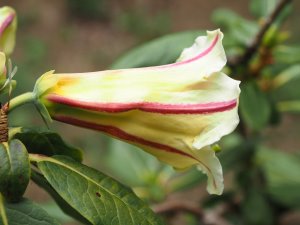 Rhododendron rhabdotum