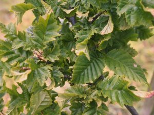 Carpines heterophyllus ‘Quercifolia’