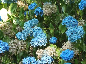 blue mophead hydrangeas