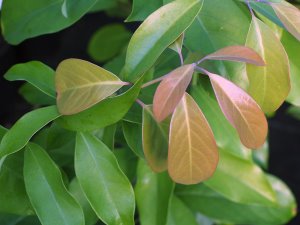 Machilus yunnanensis