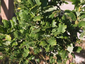 Quercus robur ‘Fastigiata’