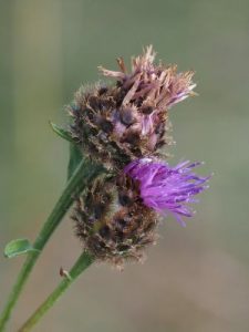 Centaurea nigra