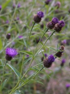 Centaurea nigra