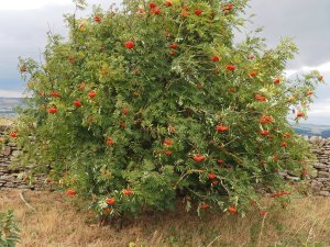 red berried Rowan tree