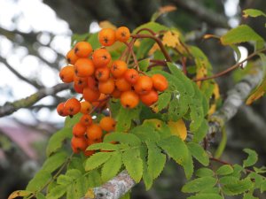 Sorbus aucuparia