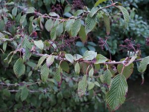 Viburnum plicatum ‘Lanarth’