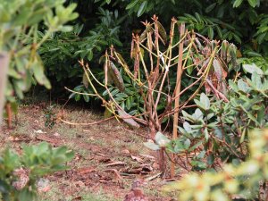 Dead Rhododendrons