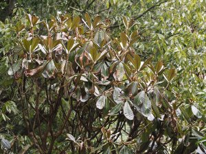 Rhododendron sinogrande