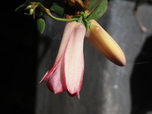 Lapageria rosea ‘Picotee’