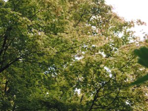 Acer palmatum ‘Senkaki’