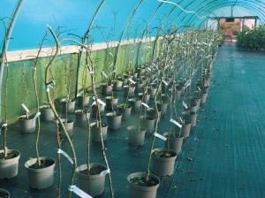 Acer palmatum varieties