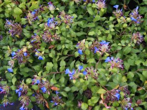 Ceratostigma willmottianum ‘Forest Blue’