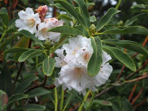 Rhododendron diaprepes