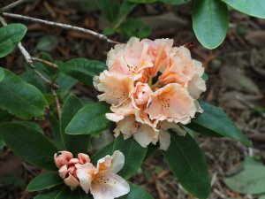 Rhododendron ‘Norfolk Candy’