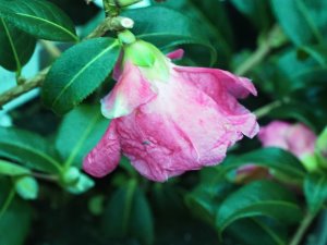 Camellia x williamsii ‘November Pink’