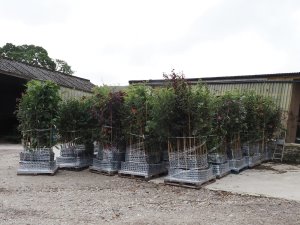 29 pallets of trees